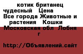 котик британец чудесный › Цена ­ 12 000 - Все города Животные и растения » Кошки   . Московская обл.,Лобня г.